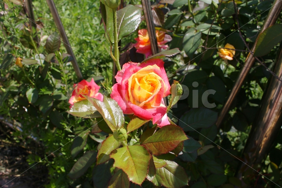 감성사진,색감,자연,꽃,장미,여름,감성,분위기,flower,rose,summer,식물,자연,plants,nature,꽃,flower