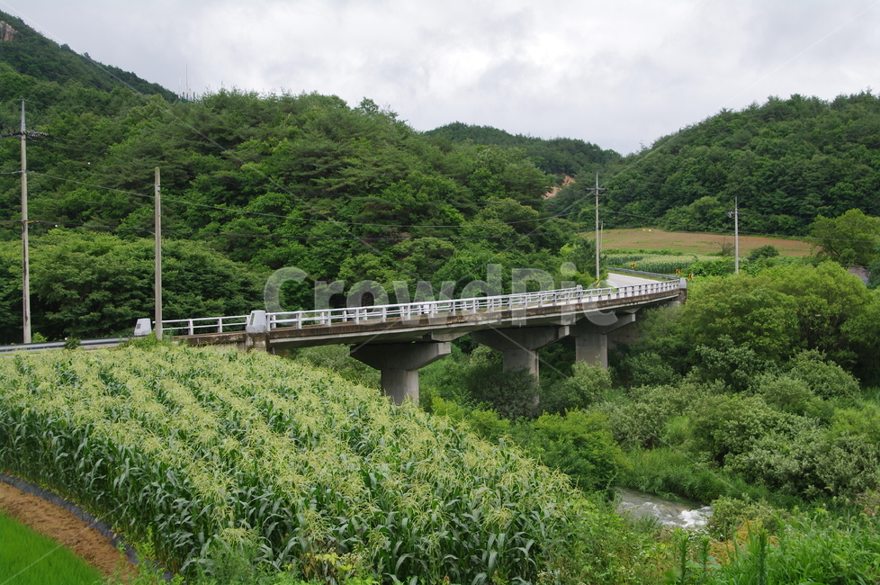 다리,지방도로,시골도로,계곡,흐린날,나무,숲,작물,전봇대,난간,road,도로
