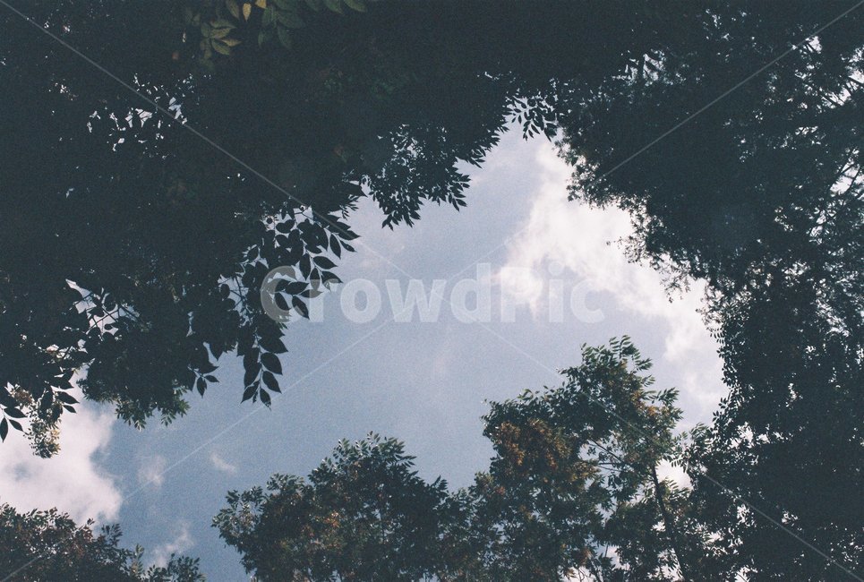 식물,자연,감성,하늘,나무,무드,mood,tree,plant,nature,필름,film,sky,자연,풍경,nature,landscape