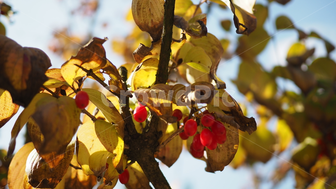열매,나뭇잎,식물,fruit,leaf,plant,빨간색열매,redberries,식물,자연,plants,nature