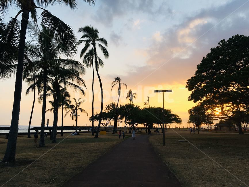 tree,나무,식물,plant,palmtree,sunset,석양,노을,하와이,hawaii,붉은하늘,노란,공원,alamoana,magicisland,nature,자연,해외