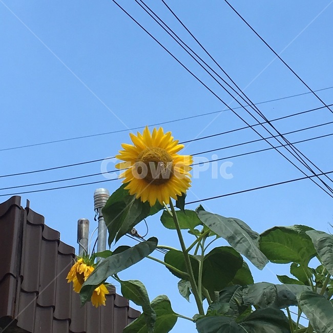 해바라기,꽃,식물,plant,nature,sunflower,flower,여름,여름꽃