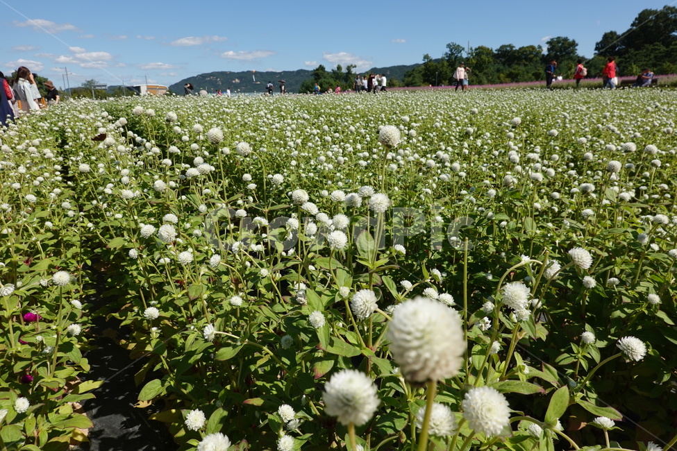 천일홍,흰꽃,꽃밭,꽃축제,초록잎,풀잎,식물,자연,plants,nature,꽃,flower,사람들,대중,군중,other people,crowd