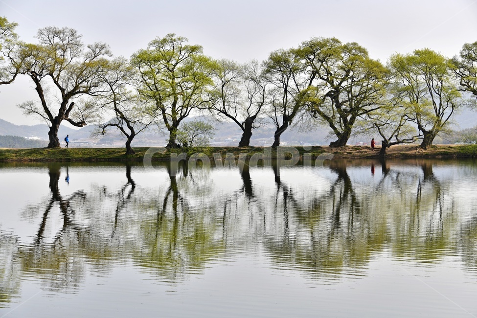 경북,경산,반곡지,반곡지봄,봄,계절,반영,저수지,연두색,고목,왕버들,nature,자연,water,물,outdoors,옥외,식물,human,인간,person,사람,경치,경관,풍경,tree,나무,plant,treetrunk,나무줄기,자연,풍경,nature,landscape