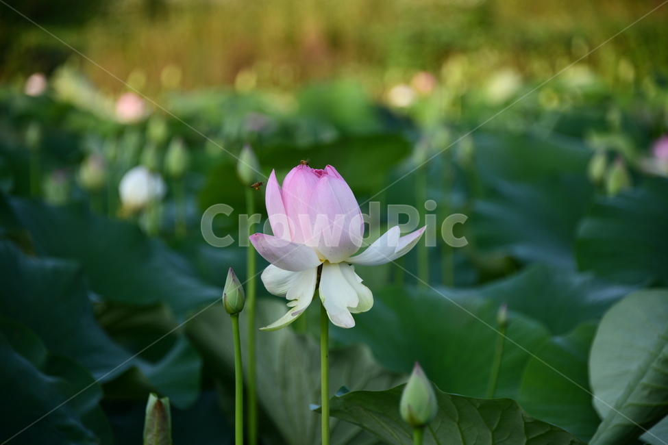연곷,꽃,접사,연꽃밭,식물,자연,plants,nature,flower,분홍색,핑크색,연잎