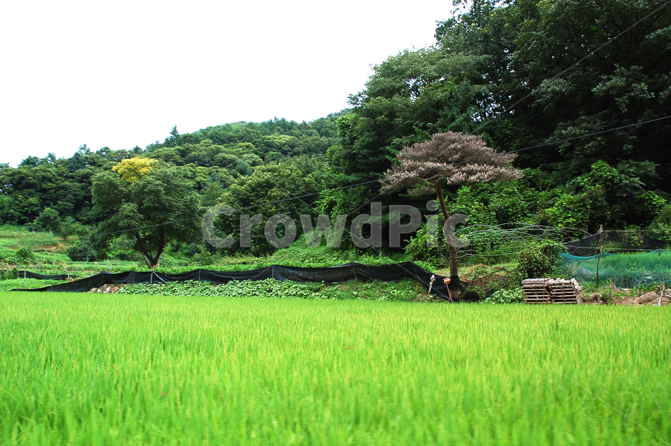 여름,논,나무,풍경,하늘,자연,풍경,nature,landscape,outdoors,옥외,grassland,목초지,field,들,paddy field,패디 필드