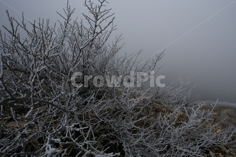 산,상고대,한라산,눈꽃,안개,제주도,겨울,눈,snow