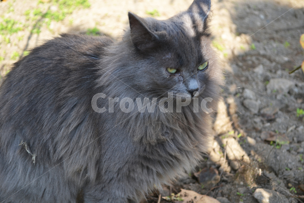 고양이,길고양이,길냥이,cat,streetcat,동물,animal,야생고양이,kitten,kitty,wildcat,동물,animal,포유류,mammal,고양이,cat,kitten,kitty