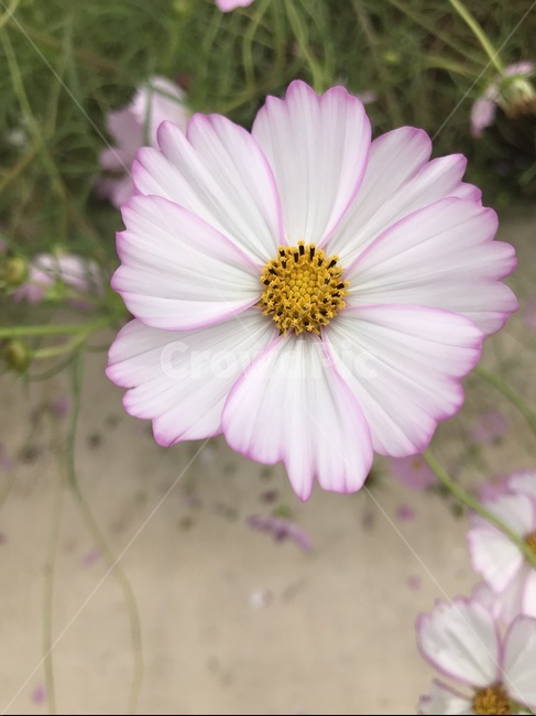 코스모스,꽃,가을,코스모스꽃,하얀꽃,자연,식물,자연,plants,nature,꽃,flower