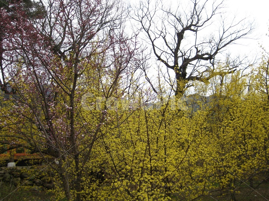 봄,봄꽃,꽃,yellow,노랑,산수유,산수유꽃,꽃송이,홍매화,구례,봄,계절,spring,season