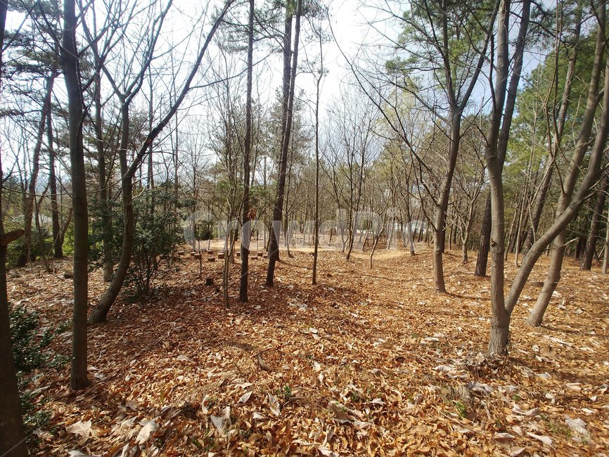숲,나무,자연,forest,woods,산속,숲속,자연,풍경,nature,landscape,ground,바닥,tree,plant,식물