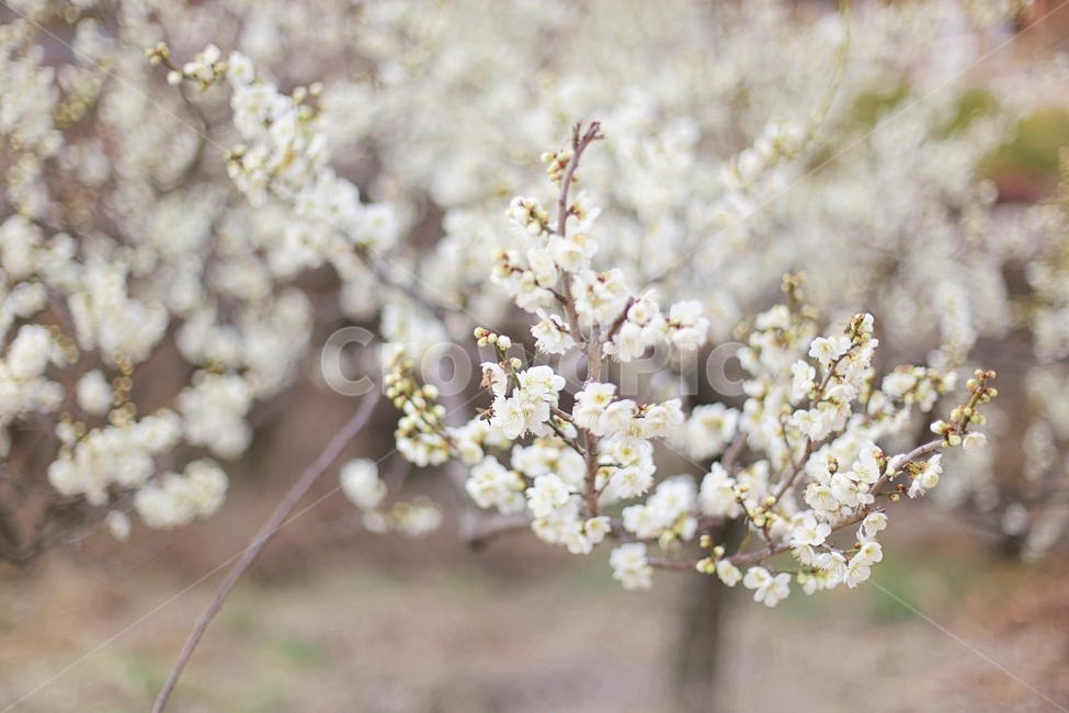 매화,매화마을,매화꽃,꽃,매화축제,봄,계절,spring,season,식물,자연,plants,nature,꽃,flower,plant,blossom