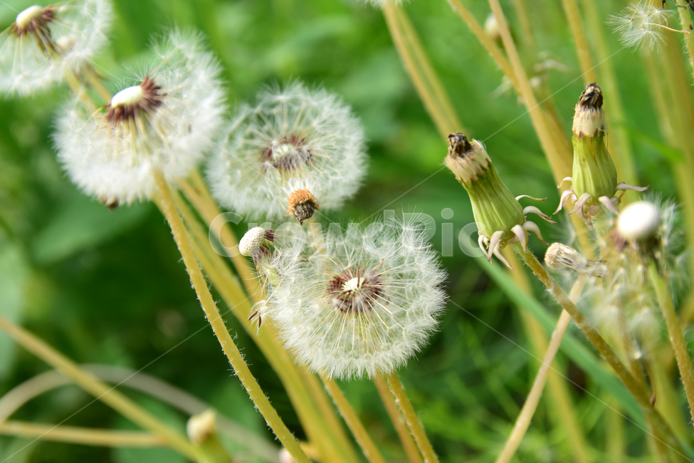 민들레,민들레홀씨,홀씨,감성사진,식물,자연,감성,꽃,plant,flower,nature,힌색,솜털,줄기,식물,자연,plants,nature,꽃,flower