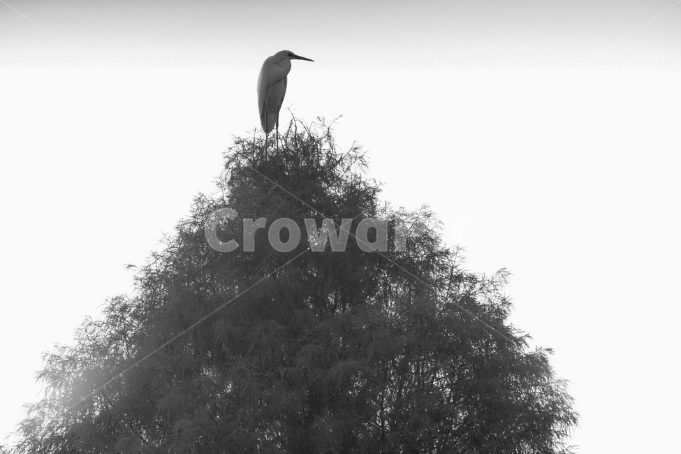 새,조류,동물,나무,자연,왜가리,동물,animal,조류,새,birds,흑백,모노톤,monochrome,black and white