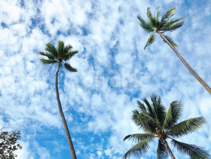 야자나무,야자수,휴양지,여름휴가,여름,하늘,감성사진,tropical,palmtree,식물,tree,나무,summer,arecaceae