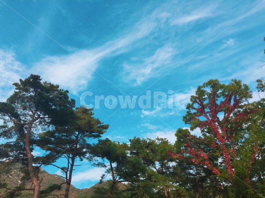 자연,하늘,풍경,나무,구름,nature,cloud,맑은날,sunnyday,자연,풍경,nature,landscape,tree,plant,식물,outdoors,옥외