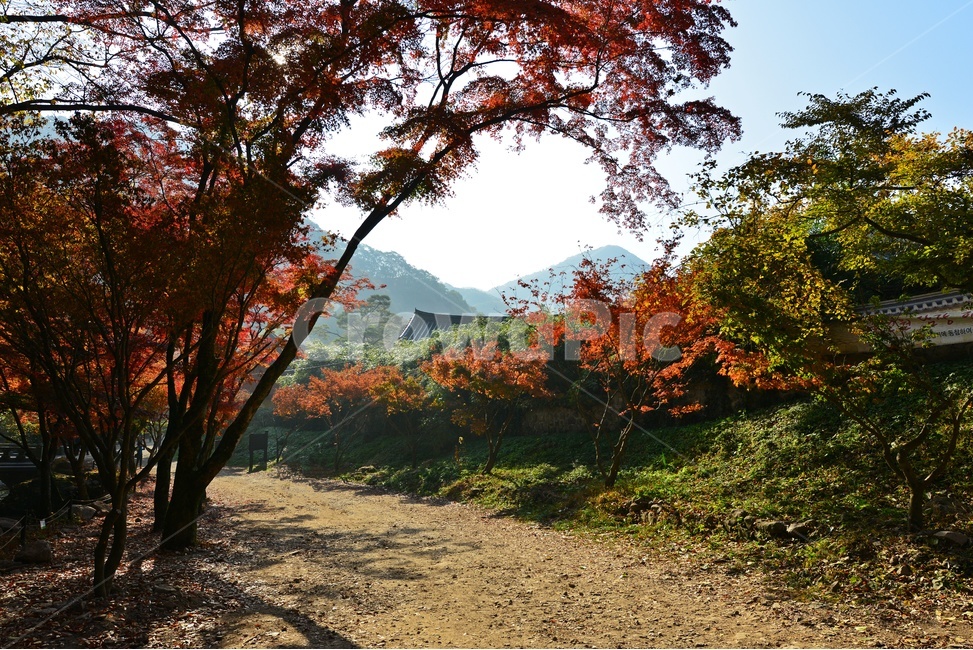 gravel,자갈,road,도로,dirtroad,흙길,leaf,잎,plant,식물,tree,나무,maple,단풍,단풍잎,장성,백양사,백양사가을,가을,추색,만추,계절,가을,계절,fall,autumn,season