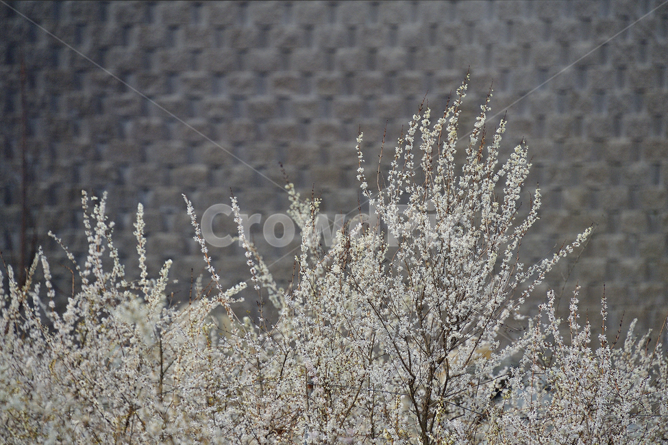 미선나무,미선나무꽃,꽃,봄꽃,식물,나무,흰색,자연,봄,계절,spring,season,ice,빙,nature,outdoors,옥외,snow,눈,frost,서리