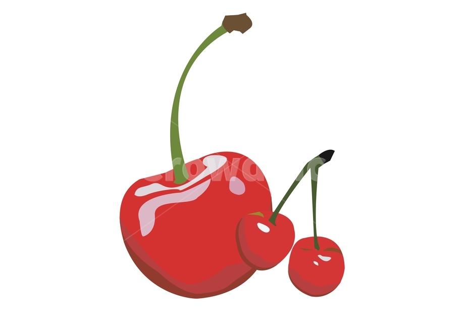 체리,과일,빨강,식물,cherry,그래픽,일러스트레이션,graphic,illustration