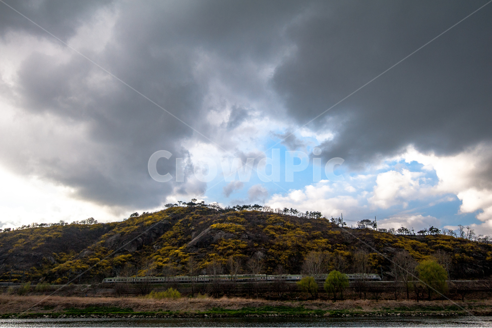 응봉산,개나리,희망,정,감격,달성,봄,계절,spring,season,자연,풍경,nature,landscape,outdoors,옥외,weather,날씨