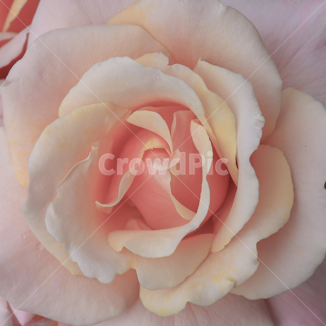 꽃,장미,rose,백장미,whiterose,장미꽃,꽃잎,야생식물,야생화,wildflower,wildplant,꽃말,symbolism,petal,flower