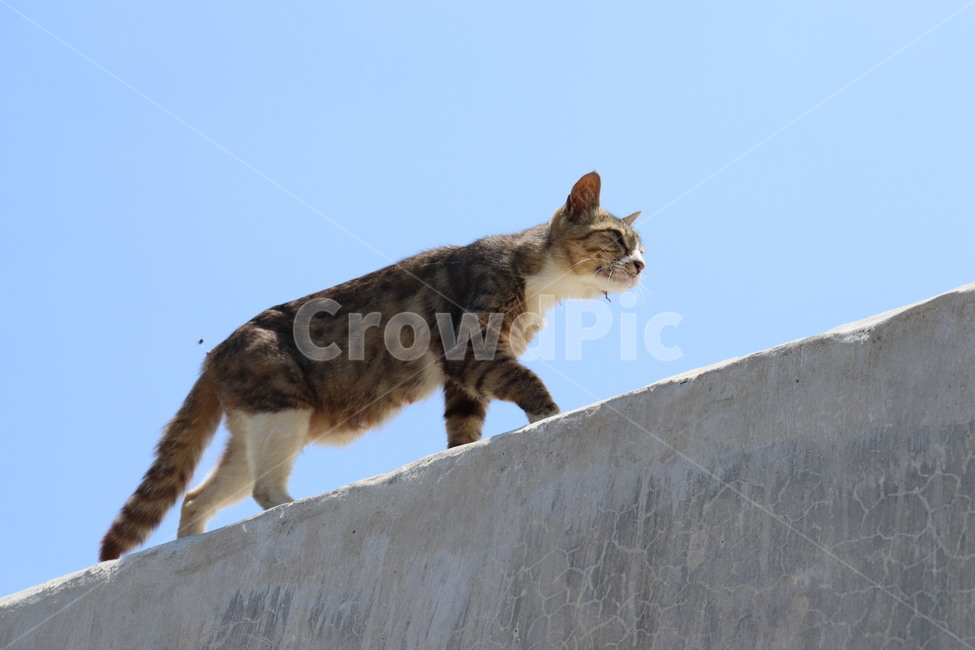 고양이,옆모습,길고양이,하늘,동물,cat,sky