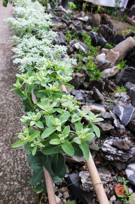 꽃,화단,봄,풀잎,초록색,식물,자연,plants,nature