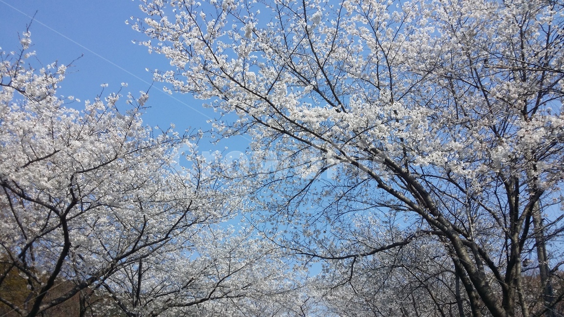 벚꽃축제,벚꽃나무,봄하늘,체리블라썸,봄날