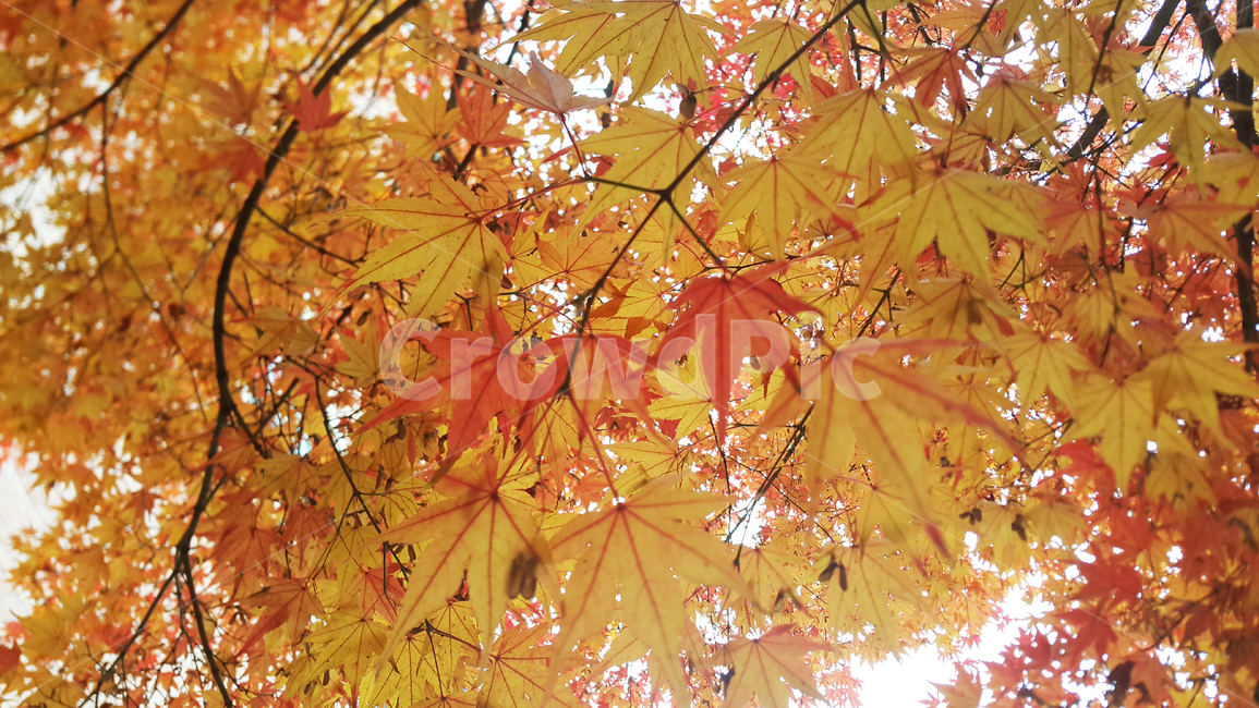 단풍,가을,단풍잎,가지,노란,빨강,leaf,잎,plant,식물,tree,나무,maple,가을,계절,fall,autumn,season