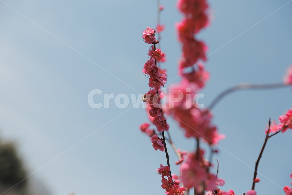 매화,꽃,홍매화,청매화,매실꽃,매화나무,봄,봄,계절,spring,season,식물,자연,plants,nature,꽃,flower,plant
