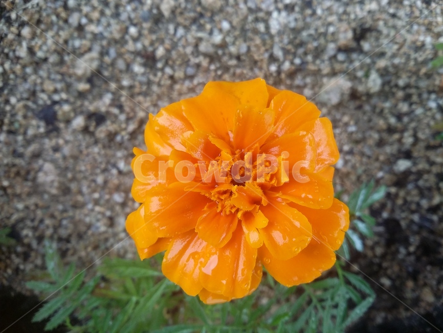 식물,plant,꽃,flower,자연,식물,자연,plants,nature,꽃,flower