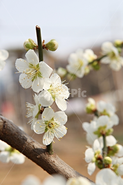 매화꽃,매화,꽃,꽃잎,봄꽃,봄,공원,식물,자연,식물,자연,plants,nature,꽃,flower