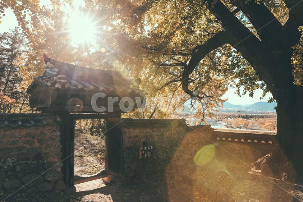 tree,나무,은행나무,전통건축,한옥,담,기와,고목,가을,감성사진,traditional,koreanstylehouse,wall,oldtree,fall,light,빛,flare,플레어,가을,계절,fall,autumn,season,한국전통,한국문화,korean traditional,korean culture,식물,자연,plants,nature,나무,trees,wood,휴식,힐링,rest,relaxation,healing