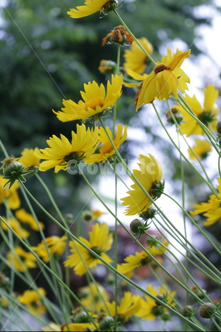 꽃,접사,들풀,감성,노랑,들판,식물,자연,plants,nature,꽃,flower