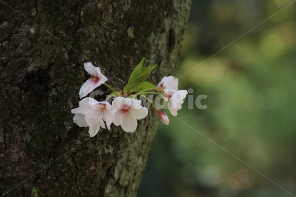 나무,벚꽃,벚나무,꽃,봄,식물,자연,plants,nature,꽃,flower