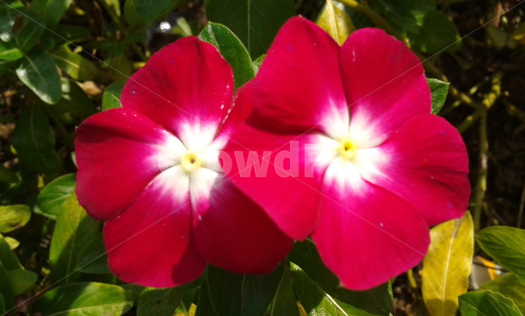 꽃,plant,식물,geranium,제라늄,flower,빨강,red,식물,자연,plants,nature,꽃,flower