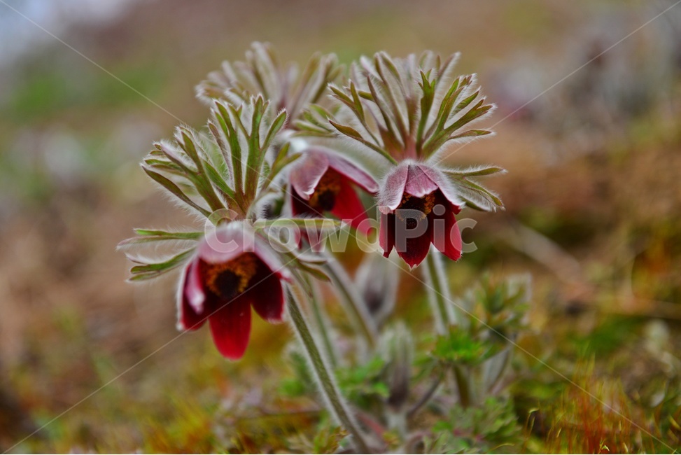 plant,식물,blossom,flower,꽃,할미꽃,솜털,공원,봄꽃,계절,식물,자연,plants,nature,꽃,flower