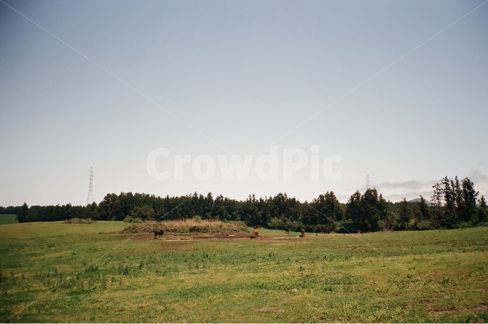 제주도,풍경,들판,초록,나무,필름사진,자연,풍경,nature,landscape,outdoors,옥외,grassland,목초지,field,들