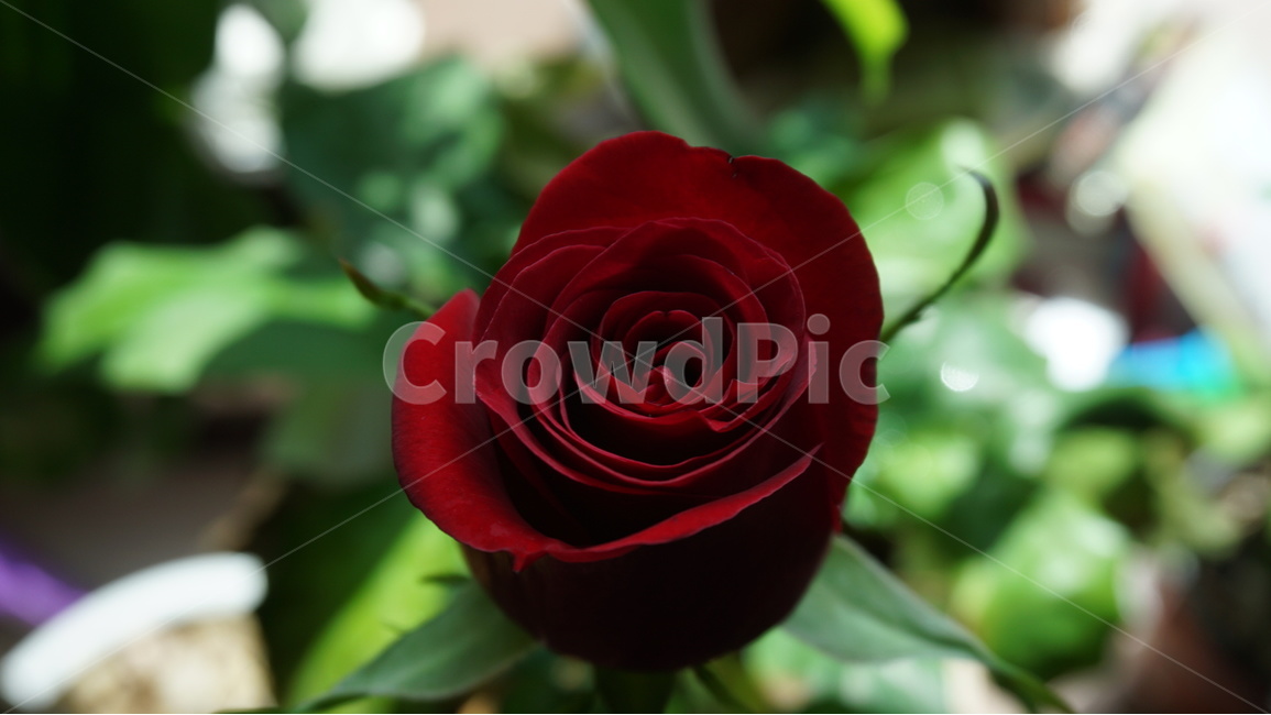 꽃,빨간색,장미,그림자,초록색,화실,집,오후,나른한,식물,자연,plants,nature,꽃,flower