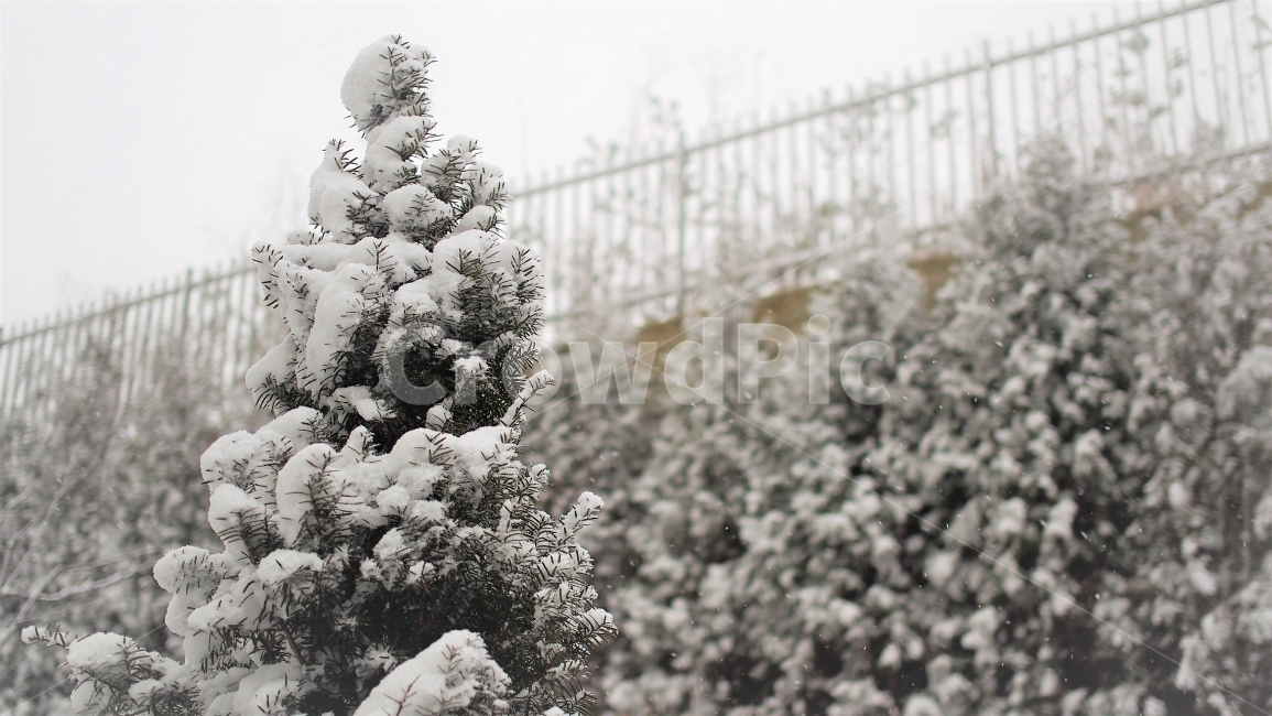 눈,겨울,나무,식물,트리,감성,눈오는날,고요한,평화로운,계절,12월,숲,snow,white,winter,겨울,계절,winter,season,식물,자연,plants,nature