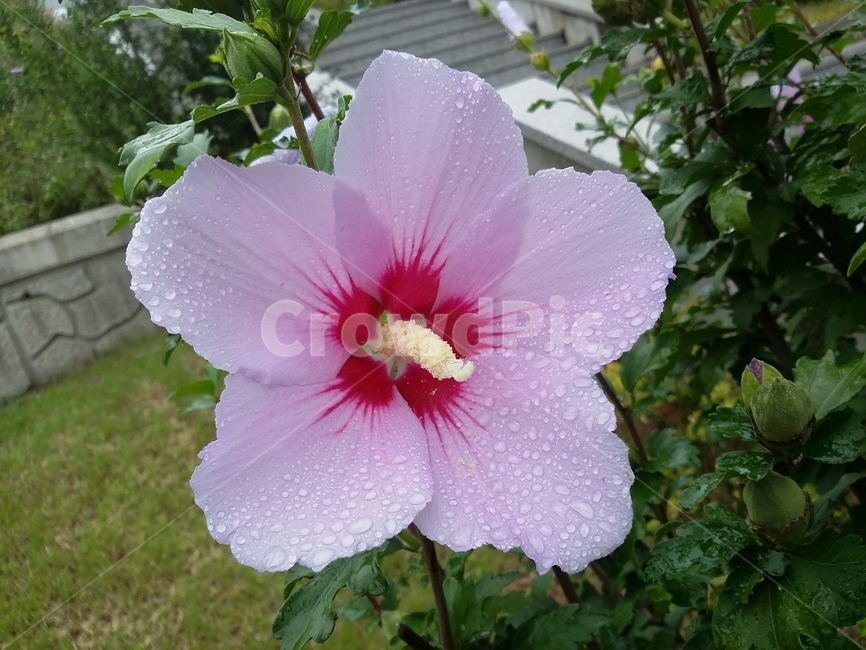 식물,plant,꽃,무궁화,자연,식물,자연,plants,nature,꽃,flower