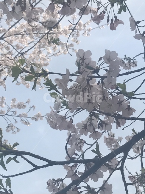 plant,식물,blossom,꽃,flower,벚꽃,cherryblossom,식물,자연,plants,nature,꽃,flower