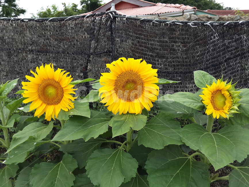 해바라기,꽃,flower,sunflower,식물,감성,feeling,배경,노란색,계절,여름,만개,꽃밭,노랑,시골,시골길,기다림,nature,자연,노란꽃