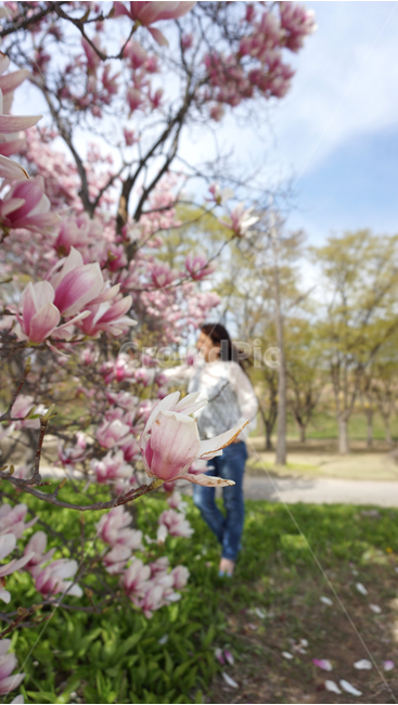 자주벚꽃,벚꽃,봄,호수,꽃,미사리,garden,cherryblossoms,공원,봄,계절,spring,season,식물,자연,plants,nature,꽃,flower,plant,blossom,cherry blossom