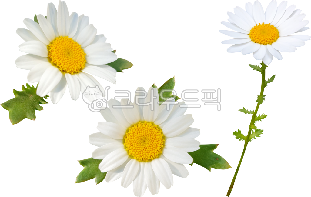 데이지,flower,캐모마일,목마가렛,marguerite,frutescens,margueritedaisy,parisdaisy,argyranthemumfrutescens,chrysanthemumfrutescens,봄,블로섬,개화,꽃,yellow,식물,들꽃,화이트,줄기,가지