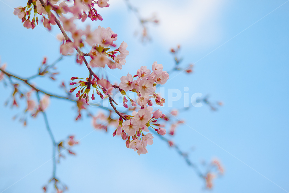 벚꽃,cherryblossom,꽃,flower,봄꽃,봄,계절,spring,season,식물,자연,plants,nature,꽃,flower,plant