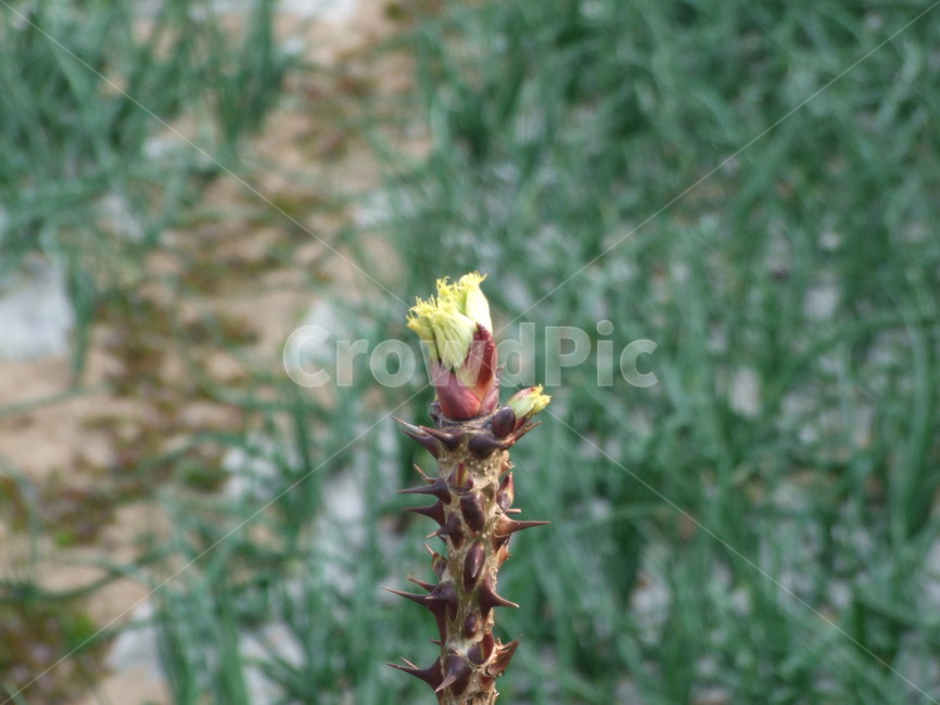 봄,새싹,식물,bud,spring,식물,자연,plants,nature,꽃,flower