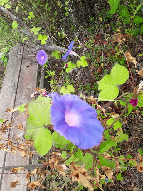 plant,식물,geranium,제라늄,blossom,꽃,flower,식물,자연,plants,nature,꽃,flower