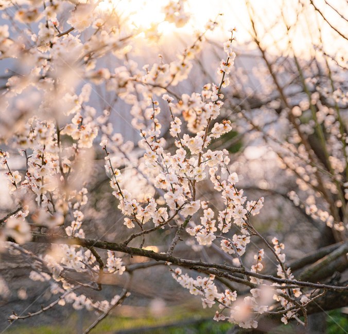봄,spring,plant,식물,flower,꽃,plumblossom,매화