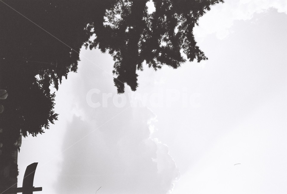 모노크롬,monochrome,흑백사진,필름,필름사진,film,plant,식물,tree,나무,하늘,sky,구름,cloud,자연,nature,sentimental,감성,감성사진,흑백,모노톤,monochrome,black and white